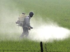 535 petani meninggal karena penggunaan pestisida yang tidak aman antara Januari 2024-2026 di Rajasthan
| beritakitanih 535 petani meninggal karena penggunaan pestisida yang tidak aman antara Januari 2024-2026 di Rajasthan
| beritakitanih