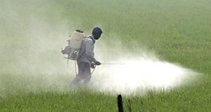 535 petani meninggal karena penggunaan pestisida yang tidak aman antara Januari 2024-2026 di Rajasthan
| beritakitanih 535 petani meninggal karena penggunaan pestisida yang tidak aman antara Januari 2024-2026 di Rajasthan
| beritakitanih
