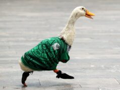 Bagaimana bebek jalanan ini menjadi maskot tidak resmi Piala Dunia Meksiko
| beritakitanih Bagaimana bebek jalanan ini menjadi maskot tidak resmi Piala Dunia Meksiko
| beritakitanih