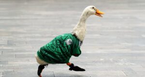 Bagaimana bebek jalanan ini menjadi maskot tidak resmi Piala Dunia Meksiko
| beritakitanih Bagaimana bebek jalanan ini menjadi maskot tidak resmi Piala Dunia Meksiko
| beritakitanih
