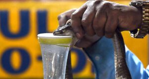 Bagaimana gigitan ular mendorong keluarga-keluarga di pedesaan semakin jauh ke dalam jurang kemiskinan
| beritakitanih Bagaimana gigitan ular mendorong keluarga-keluarga di pedesaan semakin jauh ke dalam jurang kemiskinan
| beritakitanih