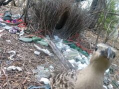 Burung bowerbird jantan berharap dapat membuat betina terpesona dengan barang-barang buatan manusia yang berwarna-warni
| beritakitanih Burung bowerbird jantan berharap dapat membuat betina terpesona dengan barang-barang buatan manusia yang berwarna-warni
| beritakitanih