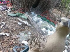 Burung bowerbird perkotaan lebih memilih barang buatan manusia daripada bahan alami untuk pacaran
| beritakitanih Burung bowerbird perkotaan lebih memilih barang buatan manusia daripada bahan alami untuk pacaran
| beritakitanih