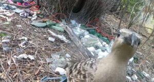 Burung bowerbird perkotaan lebih memilih barang buatan manusia daripada bahan alami untuk pacaran
| beritakitanih Burung bowerbird perkotaan lebih memilih barang buatan manusia daripada bahan alami untuk pacaran
| beritakitanih