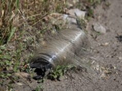 Burung-burung di Ukraina beradaptasi dengan lingkungan medan perang, membuat sarang dari kabel serat optik drone — satwa liar yang pandai beradaptasi dengan bermil-mil serat drone yang berserakan
| beritakitanih Burung-burung di Ukraina beradaptasi dengan lingkungan medan perang, membuat sarang dari kabel serat optik drone — satwa liar yang pandai beradaptasi dengan bermil-mil serat drone yang berserakan
| beritakitanih