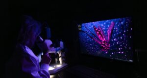 Dari nyamuk neon hingga migrasi bersayap, gambar terbaik yang diambil oleh para ilmuwan
| beritakitanih Dari nyamuk neon hingga migrasi bersayap, gambar terbaik yang diambil oleh para ilmuwan
| beritakitanih