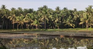Departemen Pertanian mendesak petani pesisir Karnataka untuk berlangganan skema asuransi tanaman
| beritakitanih Departemen Pertanian mendesak petani pesisir Karnataka untuk berlangganan skema asuransi tanaman
| beritakitanih