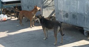 Dua dari empat anak dirawat di rumah sakit setelah digigit anjing liar di Chennai
| beritakitanih Dua dari empat anak dirawat di rumah sakit setelah digigit anjing liar di Chennai
| beritakitanih