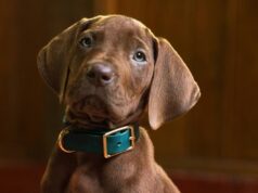Every Scooby-Doo TV Series (In Chronological Order) | beritakitanih Every Scooby-Doo TV Series (In Chronological Order) | beritakitanih