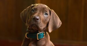 Every Scooby-Doo TV Series (In Chronological Order) | beritakitanih Every Scooby-Doo TV Series (In Chronological Order) | beritakitanih