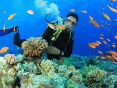 Hari Laut Sedunia 2026: Bagaimana menyelam mengubah kehidupan komunitas Karen dan Ranchi di Andaman
| beritakitanih Hari Laut Sedunia 2026: Bagaimana menyelam mengubah kehidupan komunitas Karen dan Ranchi di Andaman
| beritakitanih