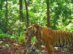 Harimau betina Zeenat melahirkan empat anak di Similipal
| beritakitanih Harimau betina Zeenat melahirkan empat anak di Similipal
| beritakitanih