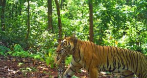 Harimau betina Zeenat melahirkan empat anak di Similipal
| beritakitanih Harimau betina Zeenat melahirkan empat anak di Similipal
| beritakitanih