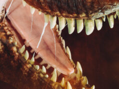 Ini Godzilla vs. T. Rex Di Luar Sana Di Seluruh Amerika
| beritakitanih Ini Godzilla vs. T. Rex Di Luar Sana Di Seluruh Amerika
| beritakitanih