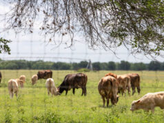 Kasus Ulat Sekrup AS Pertama Sejak Tahun 1960an Mendorong Tanggap Darurat Texas
| beritakitanih Kasus Ulat Sekrup AS Pertama Sejak Tahun 1960an Mendorong Tanggap Darurat Texas
| beritakitanih