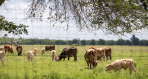 Kasus Ulat Sekrup AS Pertama Sejak Tahun 1960an Mendorong Tanggap Darurat Texas
| beritakitanih Kasus Ulat Sekrup AS Pertama Sejak Tahun 1960an Mendorong Tanggap Darurat Texas
| beritakitanih