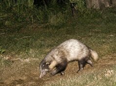 Kaziranga menerbitkan laporan ilmiah pertama tentang musang babi yang lebih besar
| beritakitanih Kaziranga menerbitkan laporan ilmiah pertama tentang musang babi yang lebih besar
| beritakitanih