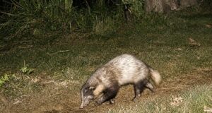 Kaziranga menerbitkan laporan ilmiah pertama tentang musang babi yang lebih besar
| beritakitanih Kaziranga menerbitkan laporan ilmiah pertama tentang musang babi yang lebih besar
| beritakitanih