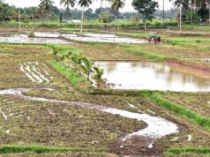 Kekhawatiran akan kekeringan mendorong dilakukannya survei tanaman 100% di Mysuru
| beritakitanih Kekhawatiran akan kekeringan mendorong dilakukannya survei tanaman 100% di Mysuru
| beritakitanih