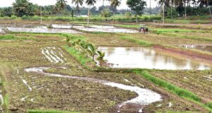 Kekhawatiran akan kekeringan mendorong dilakukannya survei tanaman 100% di Mysuru
| beritakitanih Kekhawatiran akan kekeringan mendorong dilakukannya survei tanaman 100% di Mysuru
| beritakitanih