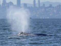 Paus muncul di Teluk San Francisco. Peringatan kapal baru dapat membantu melindungi mereka
| beritakitanih Paus muncul di Teluk San Francisco. Peringatan kapal baru dapat membantu melindungi mereka
| beritakitanih