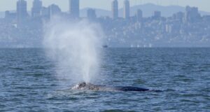 Paus muncul di Teluk San Francisco. Peringatan kapal baru dapat membantu melindungi mereka
| beritakitanih Paus muncul di Teluk San Francisco. Peringatan kapal baru dapat membantu melindungi mereka
| beritakitanih
