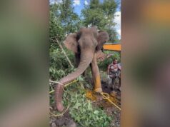 Pembunuhan gajah terus berlanjut di zona kematian Kerala
| beritakitanih Pembunuhan gajah terus berlanjut di zona kematian Kerala
| beritakitanih