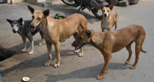 Pengadilan Tinggi Madras menangani kasus suo motu untuk melindungi orang dari anjing liar di Tamil Nadu, Puducherry
| beritakitanih Pengadilan Tinggi Madras menangani kasus suo motu untuk melindungi orang dari anjing liar di Tamil Nadu, Puducherry
| beritakitanih