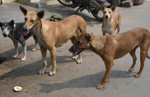Pengadilan Tinggi Madras menangani kasus suo motu untuk melindungi orang dari anjing liar di Tamil Nadu, Puducherry
| beritakitanih Pengadilan Tinggi Madras menangani kasus suo motu untuk melindungi orang dari anjing liar di Tamil Nadu, Puducherry
| beritakitanih