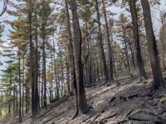 Penyelidik: Gergaji mesin kemungkinan besar memicu Kebakaran Teluk Birch
| beritakitanih Penyelidik: Gergaji mesin kemungkinan besar memicu Kebakaran Teluk Birch
| beritakitanih