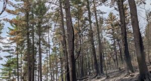 Penyelidik: Gergaji mesin kemungkinan besar memicu Kebakaran Teluk Birch
| beritakitanih Penyelidik: Gergaji mesin kemungkinan besar memicu Kebakaran Teluk Birch
| beritakitanih