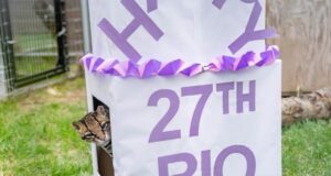 Rio si ocelot di suaka kucing liar Minnesota berusia 27 tahun
| beritakitanih Rio si ocelot di suaka kucing liar Minnesota berusia 27 tahun
| beritakitanih