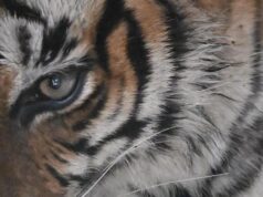 SIT dibentuk untuk menyelidiki kematian ‘mendadak’ harimau betina Dudhwa; NTCA meminta laporan
| beritakitanih SIT dibentuk untuk menyelidiki kematian 'mendadak' harimau betina Dudhwa; NTCA meminta laporan
| beritakitanih