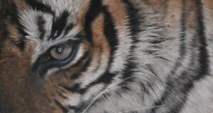 SIT dibentuk untuk menyelidiki kematian ‘mendadak’ harimau betina Dudhwa; NTCA meminta laporan
| beritakitanih SIT dibentuk untuk menyelidiki kematian 'mendadak' harimau betina Dudhwa; NTCA meminta laporan
| beritakitanih
