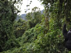 Sebuah taman yang terkenal dengan gorila langka bersiap melawan Ebola dan melindungi primatanya
| beritakitanih Sebuah taman yang terkenal dengan gorila langka bersiap melawan Ebola dan melindungi primatanya
| beritakitanih