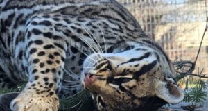 Suaka alam MN di pedesaan adalah rumah bagi singa, harimau, kucing liar
| beritakitanih Suaka alam MN di pedesaan adalah rumah bagi singa, harimau, kucing liar
| beritakitanih
