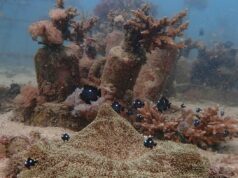 Taiwan mengatakan tekanan Tiongkok terhadap pulau itu adalah “kenormalan baru”
| beritakitanih Taiwan mengatakan tekanan Tiongkok terhadap pulau itu adalah “kenormalan baru”
| beritakitanih