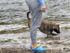 Taman anjing tanpa tali Minnehaha di Minneapolis akan ditutup pada akhir tahun ini
| beritakitanih Taman anjing tanpa tali Minnehaha di Minneapolis akan ditutup pada akhir tahun ini
| beritakitanih