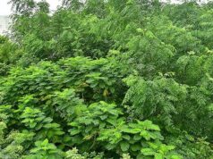 Tiruchi Corporation meningkatkan upaya ramah lingkungan dengan hutan Miyawaki
| beritakitanih Tiruchi Corporation meningkatkan upaya ramah lingkungan dengan hutan Miyawaki
| beritakitanih