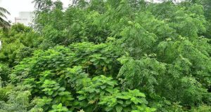 Tiruchi Corporation meningkatkan upaya ramah lingkungan dengan hutan Miyawaki
| beritakitanih Tiruchi Corporation meningkatkan upaya ramah lingkungan dengan hutan Miyawaki
| beritakitanih