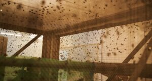 USDA sedang bersiap untuk melepaskan 180 juta lalat. Inilah alasannya
| beritakitanih USDA sedang bersiap untuk melepaskan 180 juta lalat. Inilah alasannya
| beritakitanih
