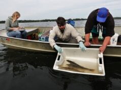 Walleye Mille Lacs kembali ke ‘titik panas’ yang sama untuk bertelur
| beritakitanih Walleye Mille Lacs kembali ke 'titik panas' yang sama untuk bertelur
| beritakitanih