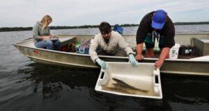 Walleye Mille Lacs kembali ke ‘titik panas’ yang sama untuk bertelur
| beritakitanih Walleye Mille Lacs kembali ke 'titik panas' yang sama untuk bertelur
| beritakitanih