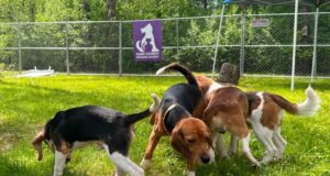 Wis. Peternakan Beagle Tutup, Ratusan Anjing Pergi ke Fla.
| beritakitanih Wis. Peternakan Beagle Tutup, Ratusan Anjing Pergi ke Fla.
| beritakitanih