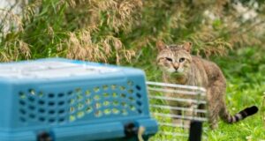 71 kucing diselamatkan dari properti Sibley County yang ditinggalkan
| beritakitanih 71 kucing diselamatkan dari properti Sibley County yang ditinggalkan
| beritakitanih