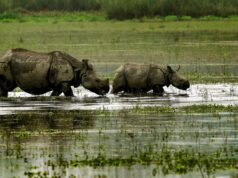 8 suaka margasatwa, 281 hutan lindung mengalami perambahan di Assam
| beritakitanih 8 suaka margasatwa, 281 hutan lindung mengalami perambahan di Assam
| beritakitanih