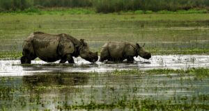 8 suaka margasatwa, 281 hutan lindung mengalami perambahan di Assam
| beritakitanih 8 suaka margasatwa, 281 hutan lindung mengalami perambahan di Assam
| beritakitanih
