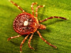 Anehnya, sejumlah besar orang mungkin memiliki penanda alergi daging yang terkait dengan kutu
| beritakitanih Anehnya, sejumlah besar orang mungkin memiliki penanda alergi daging yang terkait dengan kutu
| beritakitanih