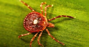Anehnya, sejumlah besar orang mungkin memiliki penanda alergi daging yang terkait dengan kutu
| beritakitanih Anehnya, sejumlah besar orang mungkin memiliki penanda alergi daging yang terkait dengan kutu
| beritakitanih