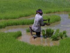 Bagaimana El Niño dapat merusak perekonomian India | Dijelaskan
| beritakitanih Bagaimana El Niño dapat merusak perekonomian India | Dijelaskan
| beritakitanih